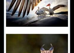 Enlace a Este fotógrafo retrata de forma impresionante a la fauna para mostrar la belleza del reino animal