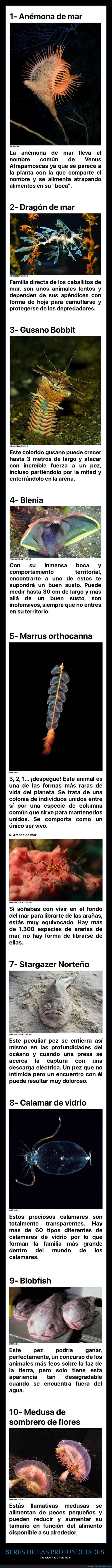criaturas de las profundidades
