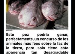 Enlace a Extrañas criaturas de las profundidades que seguramente no sabías que existían y que parecen de ciencia ficción