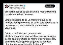 Enlace a Un animal único