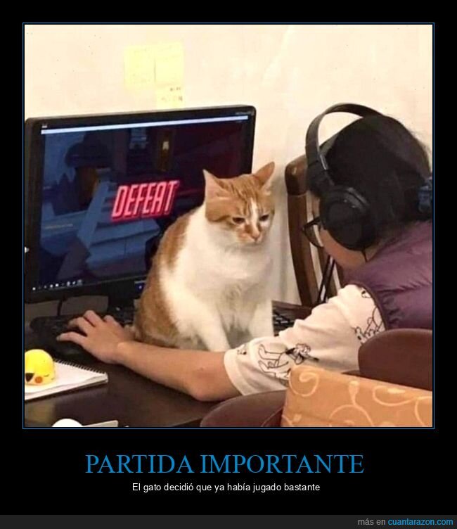 jugando,gato,ordenador,videojuego