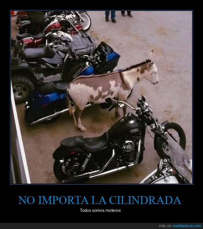 motos,burro