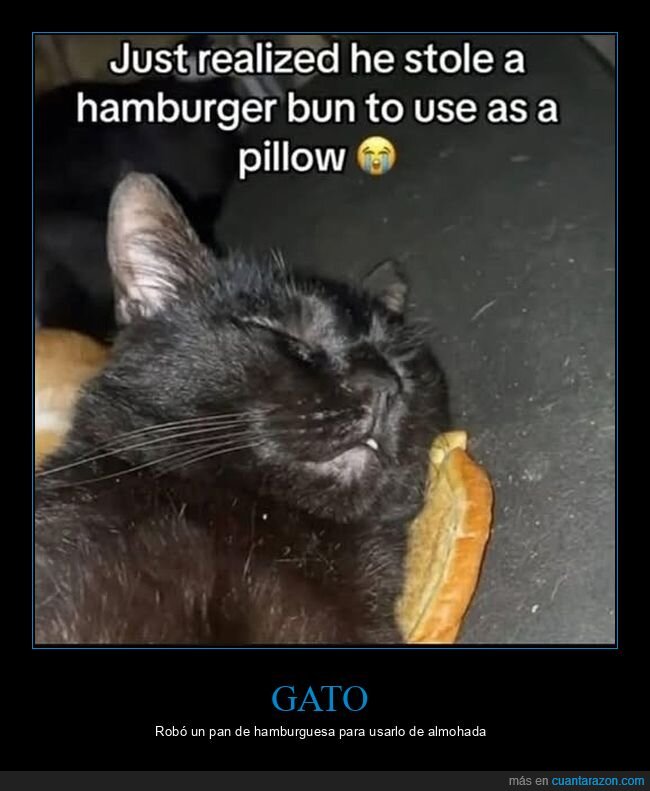 gato,pan,almohada