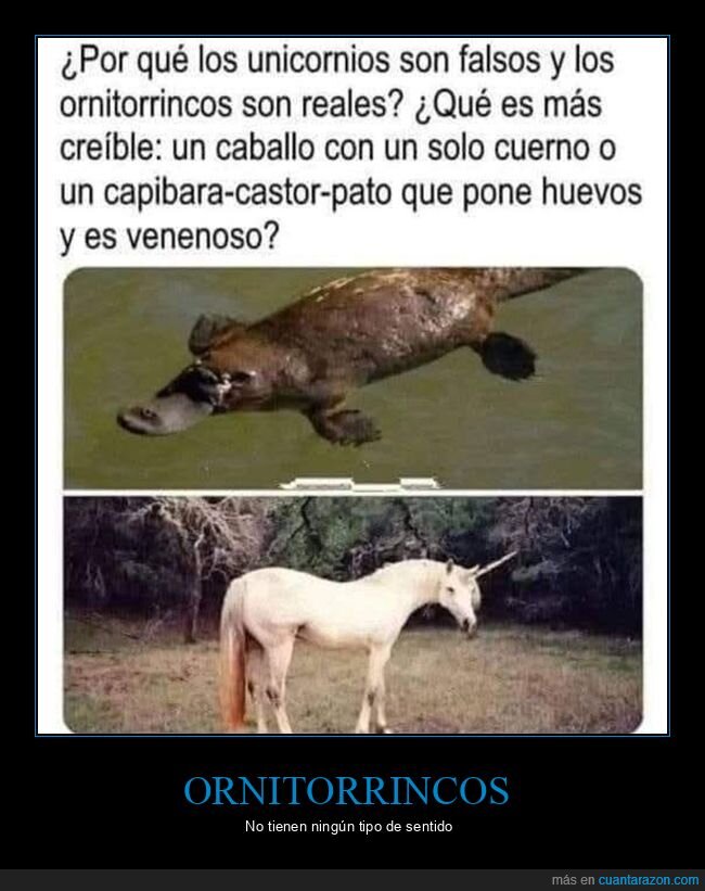 falso,ornitorrinco,real,unicornio