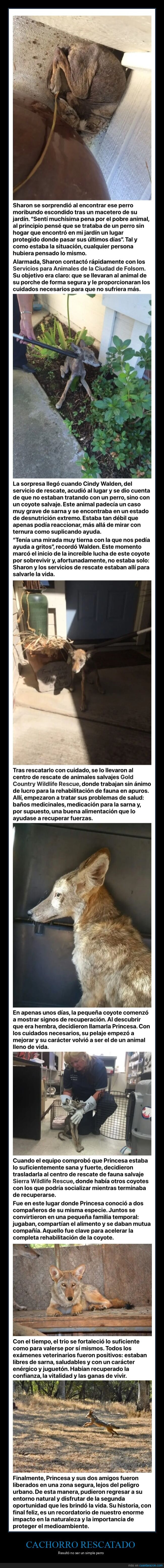 cachorro,coyote