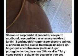 Enlace a Una mujer rescata a un cachorro moribundo tras pensar que era un simple perro