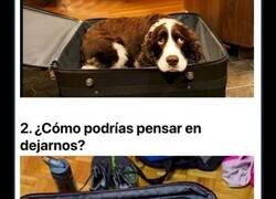 Enlace a Divertidas mascotas que NO quieren que te vayas de viaje