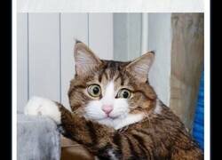 Enlace a Divertidas imágenes de las caras que pone un gato que se ha hecho viral en Internet tras ser rescatado de su anterior vida