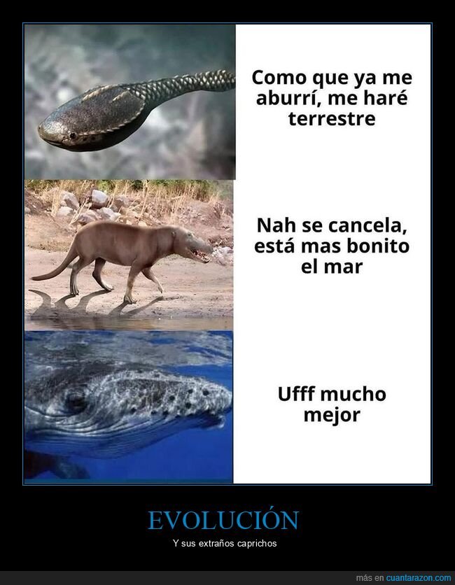 ballena,evolución
