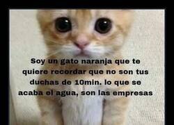 Enlace a Recordatorio de un gato naranja