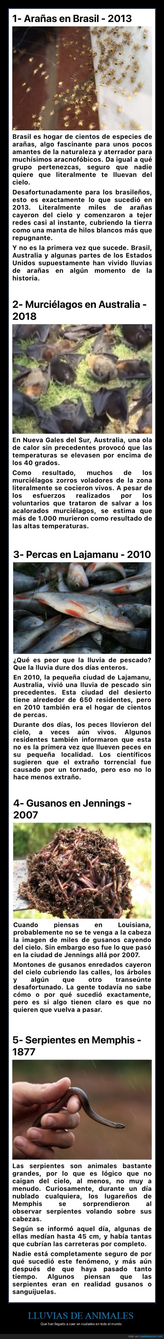 lluvias,animales