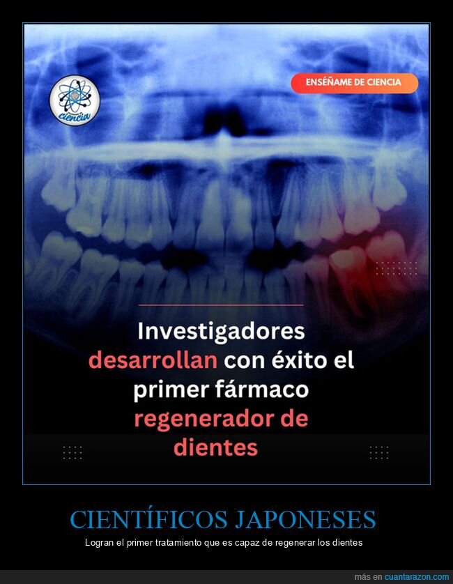 dientes,fármaco,japón,regenerar