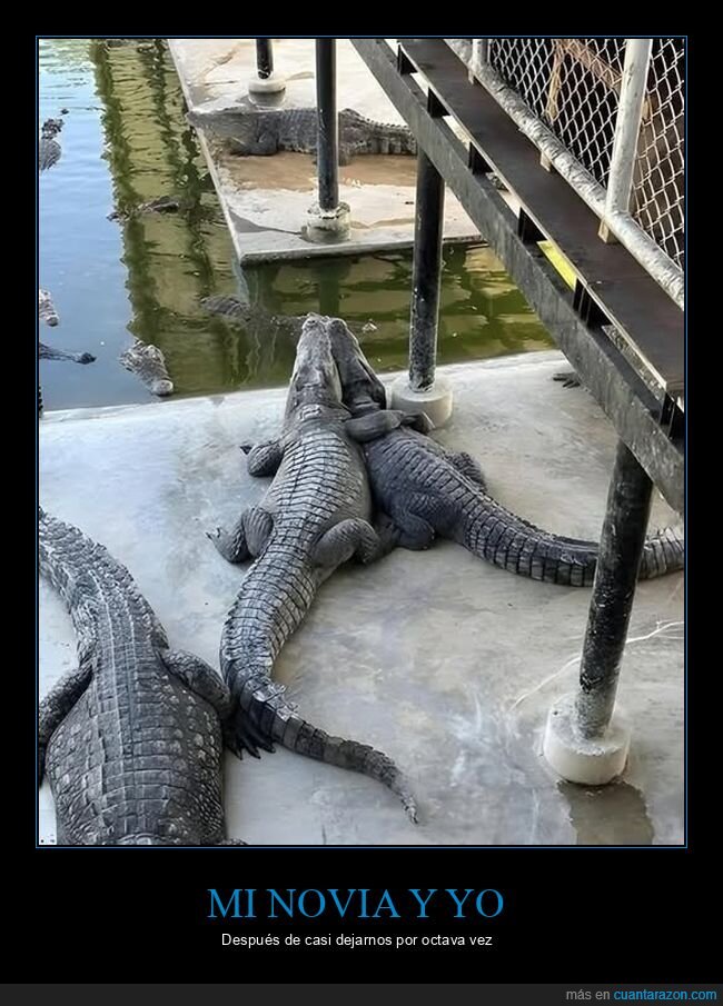 cocodrilos,pareja