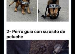 Enlace a Divertidas imágenes de pequeños cachorros policía en su primer día de trabajo
