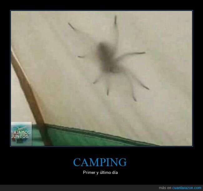 camping,tienda de campaña,araña