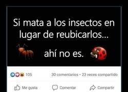 Enlace a Reubicando bichos