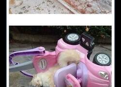 Enlace a Imágenes divertidas, confusas e inquietantes