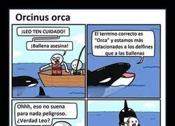 Enlace a Mucho cuidado con las orcas