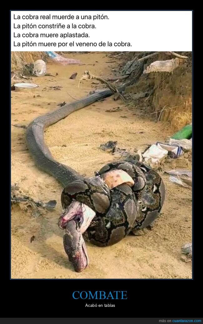 cobra,pitón,serpientes,wtf