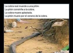 Enlace a Combate a muerte