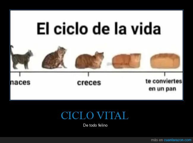 ciclo de la vida,gatos,pan