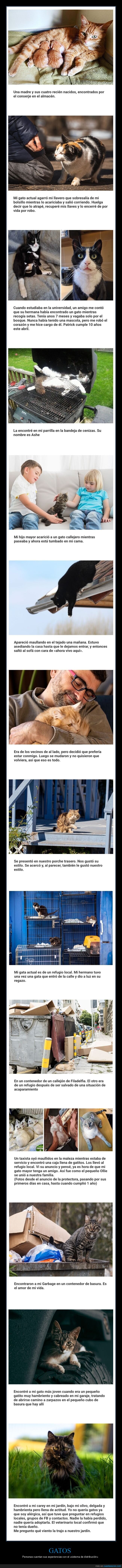 gatos,sistema de distribución