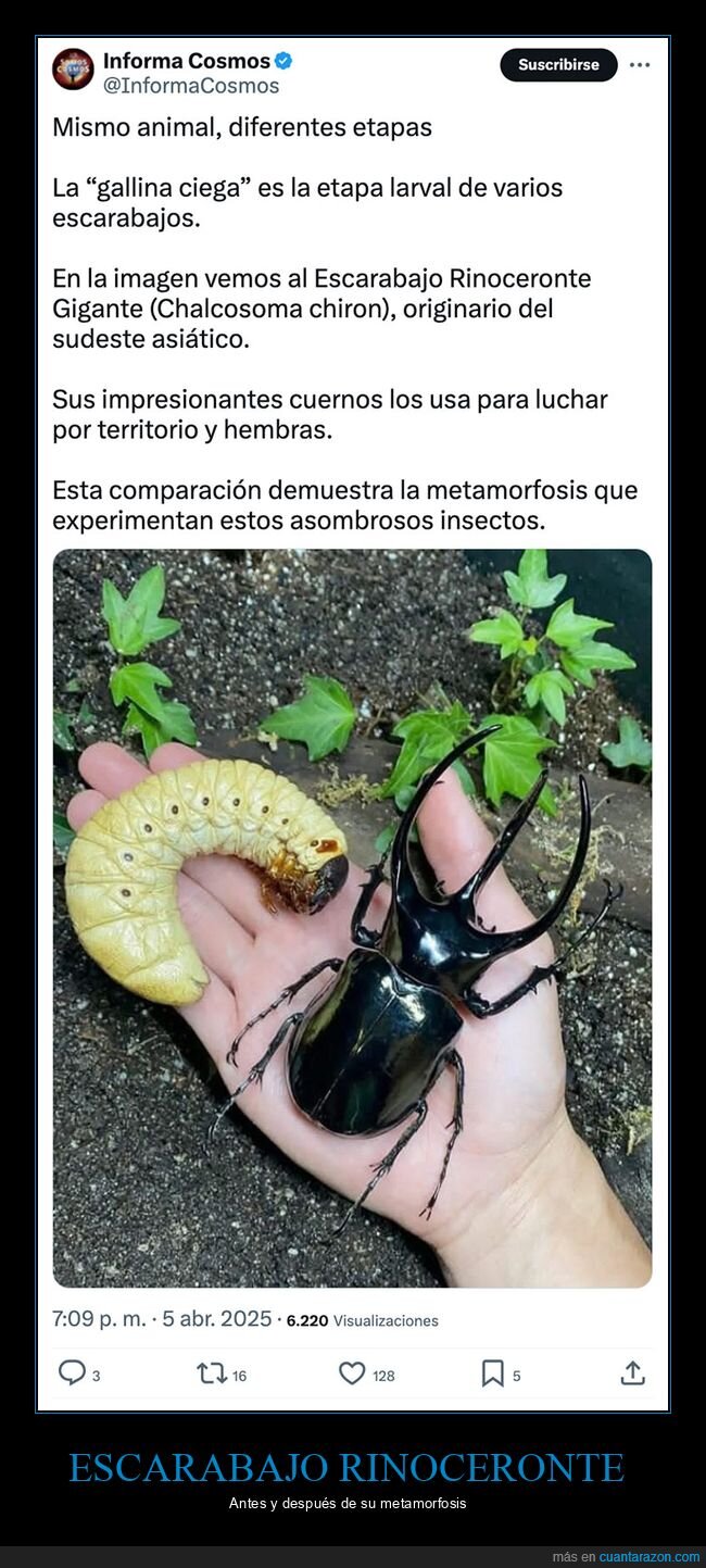 curiosidades,escarabajo rinoceronte,metamorfosis