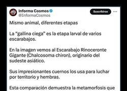 Enlace a La metamorfosis del escarabajo rinoceronte