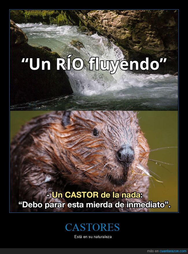 castor,parar,río