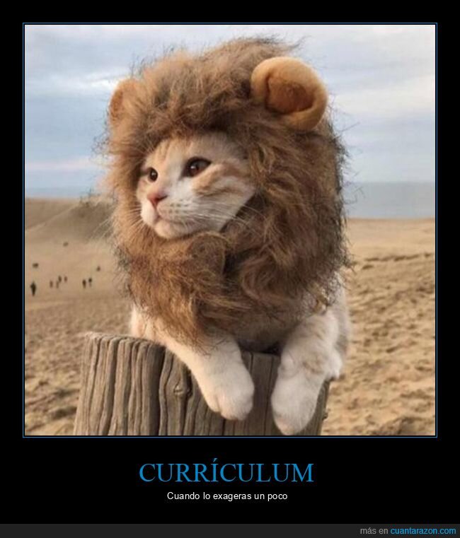 gato,león
