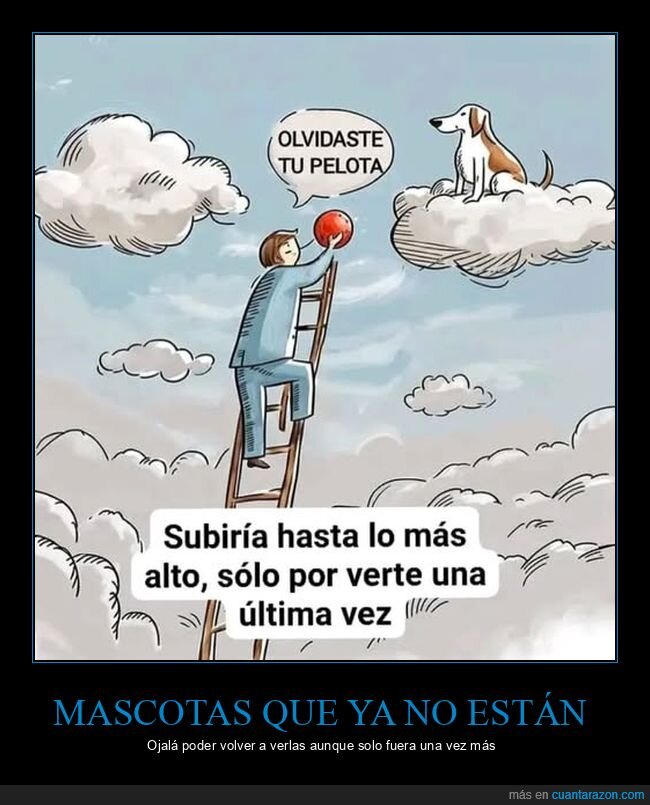 perro,pelota,cielo