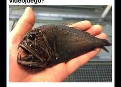 Enlace a Terroríficas criaturas marinas con las que no volverás a bañarte tranquilo en el mar
