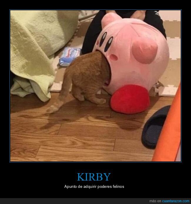 kirby.gato