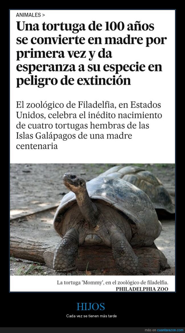 madre,tortuga
