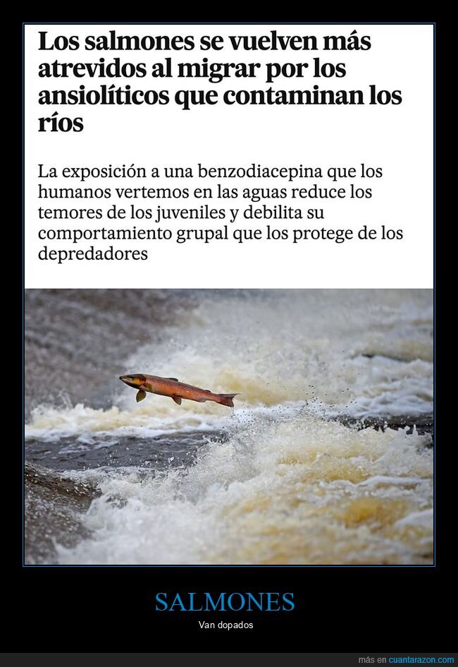 ansiolíticos,ríos,salmones