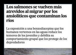 Enlace a Salmones atrevidos