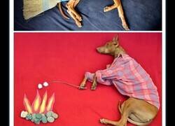Enlace a Increíbles personas que hicieron lo imposible por sus mascotas