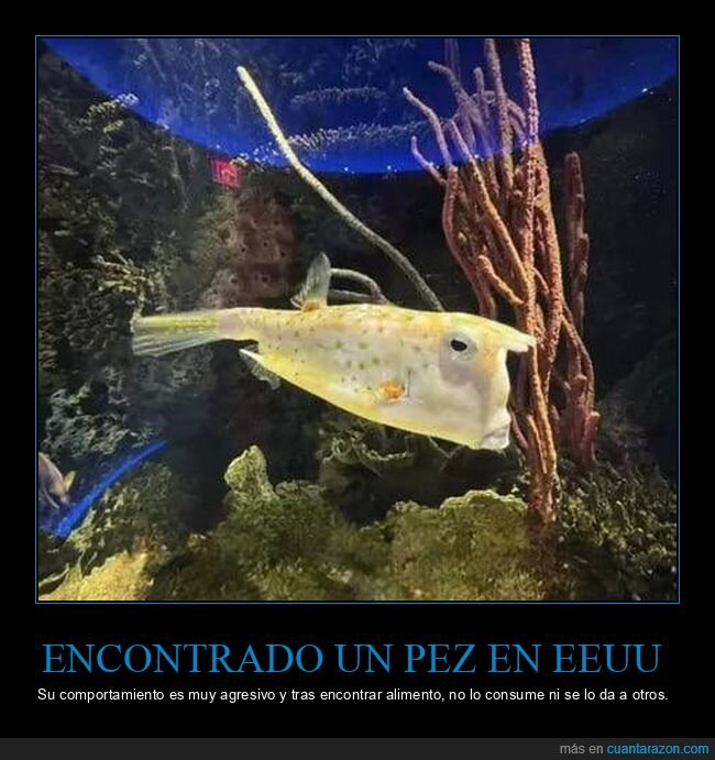 pez,eeuu,donald trump,parecidos
