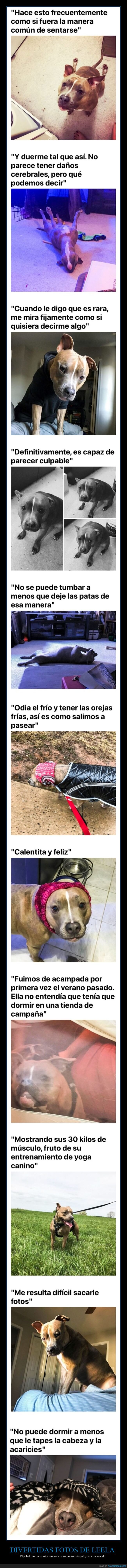leela,pitbull,perro