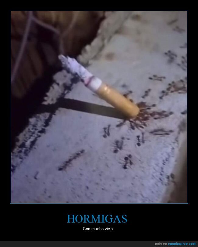 hormigas,cigarro