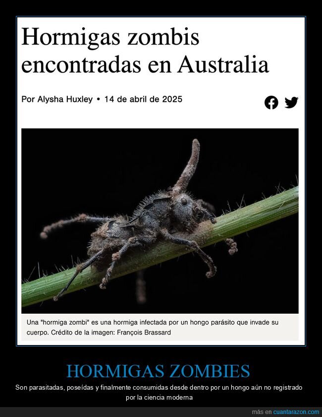 australia,hormigas,zombies