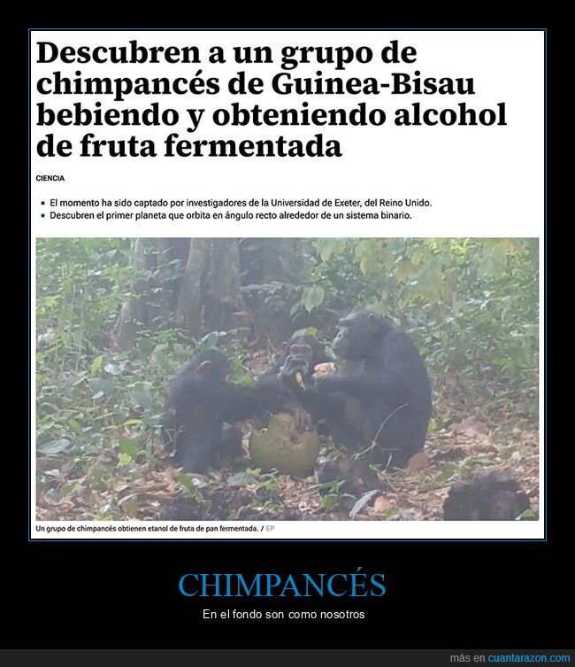 alcohol,chimpancés
