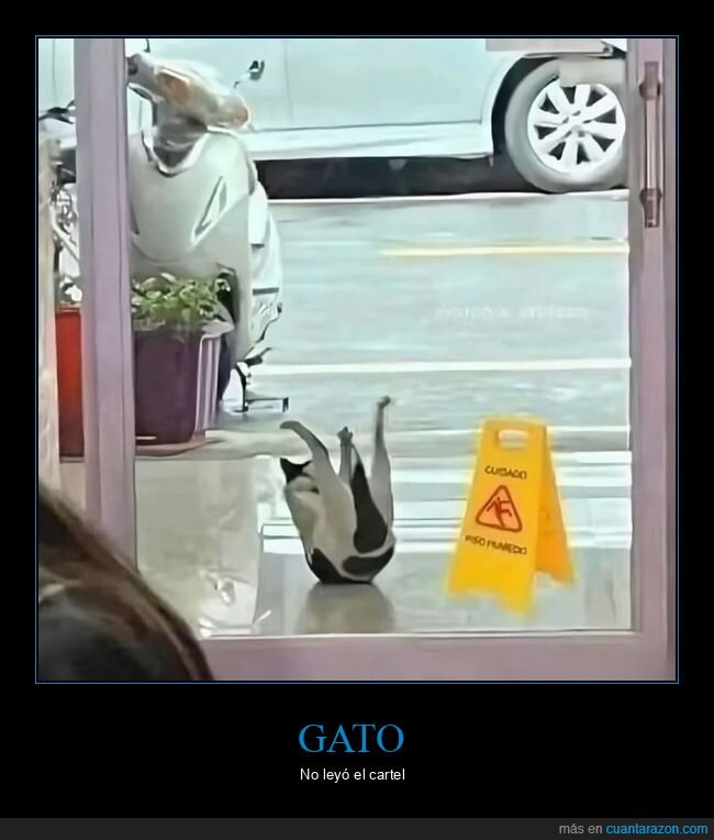 gato,cartel,suelo mojado