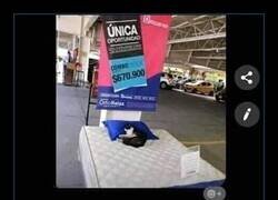 Enlace a Gato no incluido
