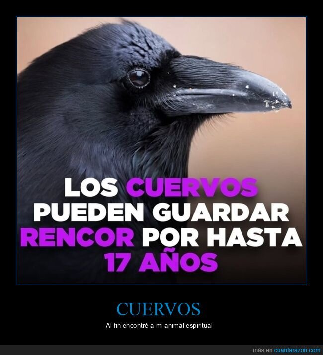 cuervos,rencor