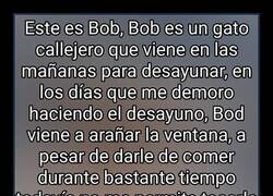 Enlace a Conoce a Bob