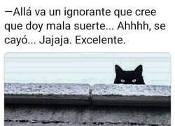 Enlace a Gatos negros y mala suerte