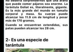 Enlace a Datos curiosos que seguramente no sabías sobre las enormes arañas que pueden llegar a comer un pájaro entero