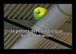 Enlace a Pelota olvidada