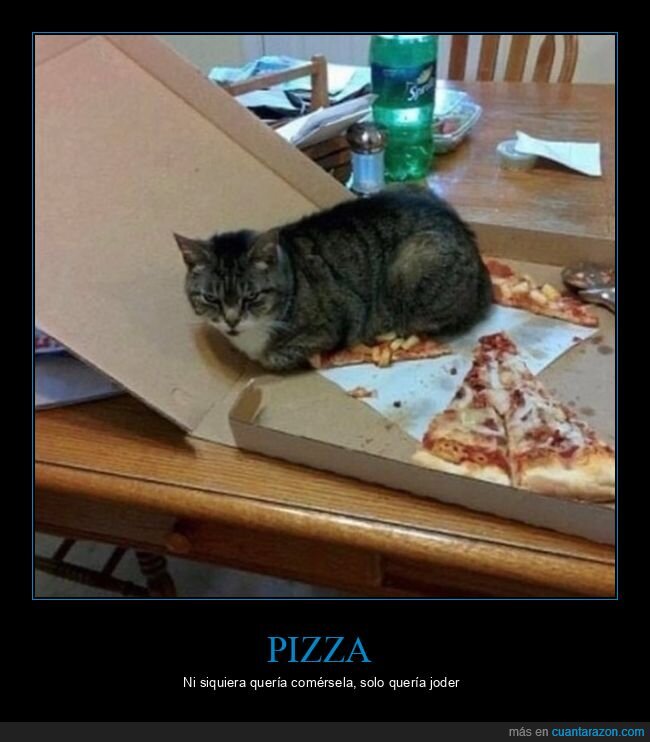 gatos,pizza